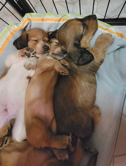 New Puppies. Share NOW. #puppies #dachshunds #baby puppies #eclecticredbarn